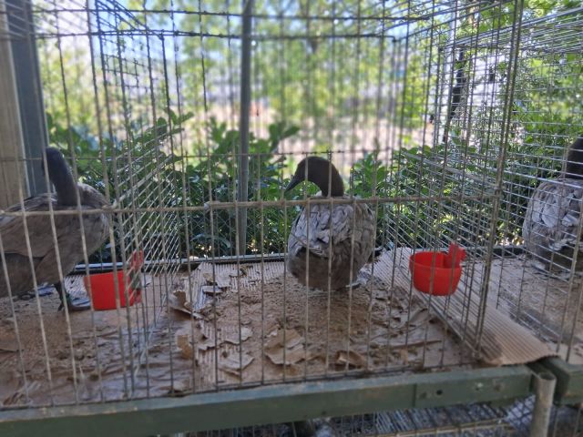 Zuchtanlage Bild Nr.1