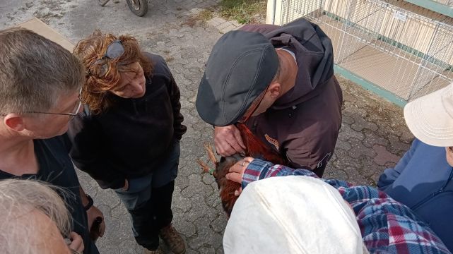 Zuchtanlage Bild Nr.4